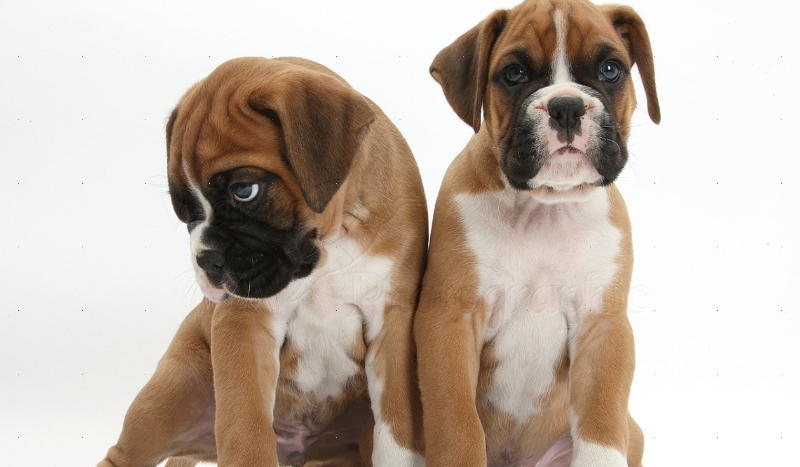 Czy rospoznasz rasy psów?