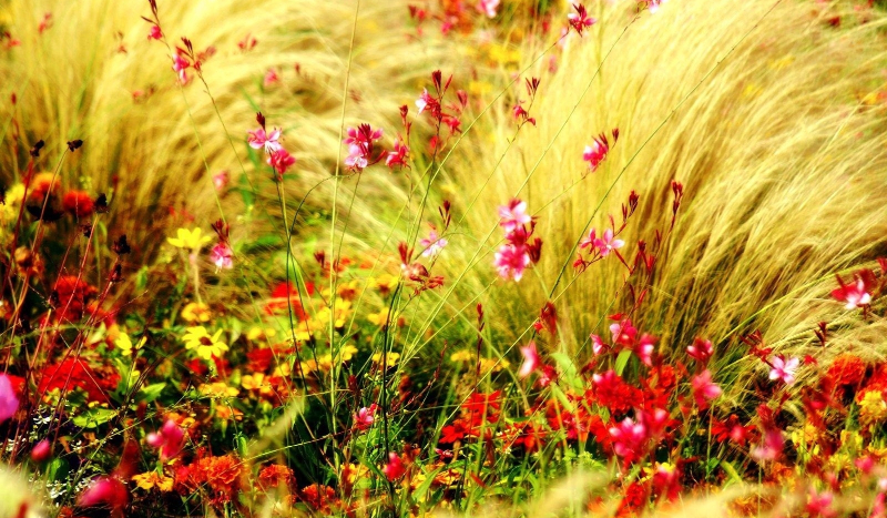 opowiadanka o  smoku