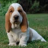 Basset