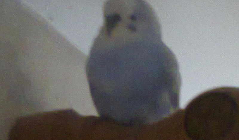 Jaki jesteś mądry ?