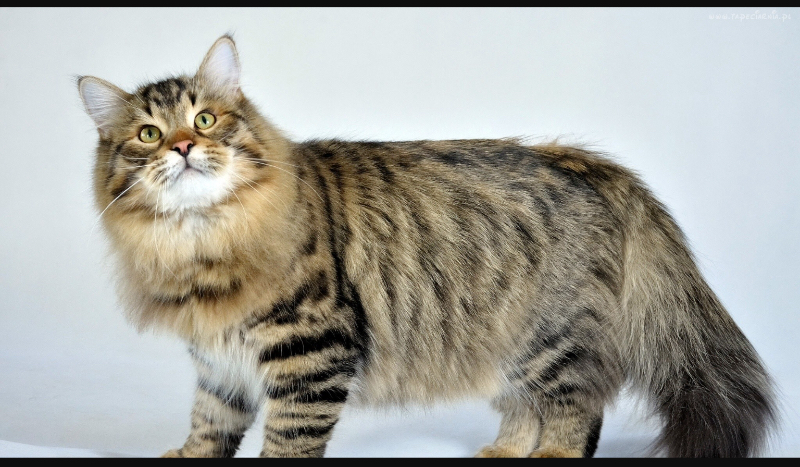 Stwórz własnego kota!