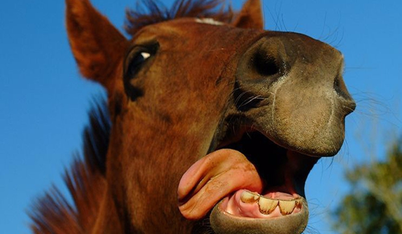 Jaki KOŃ do ciebie Pasuje