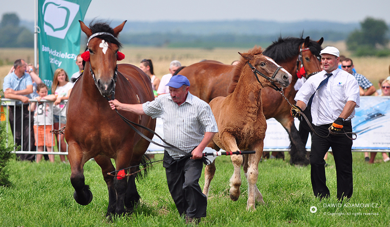 czy twój koń posiada sekret?