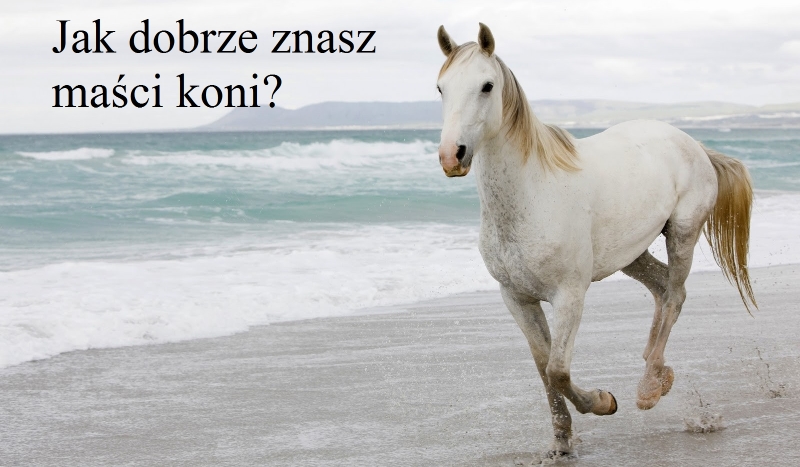 Jak dobrze znasz maści koni?