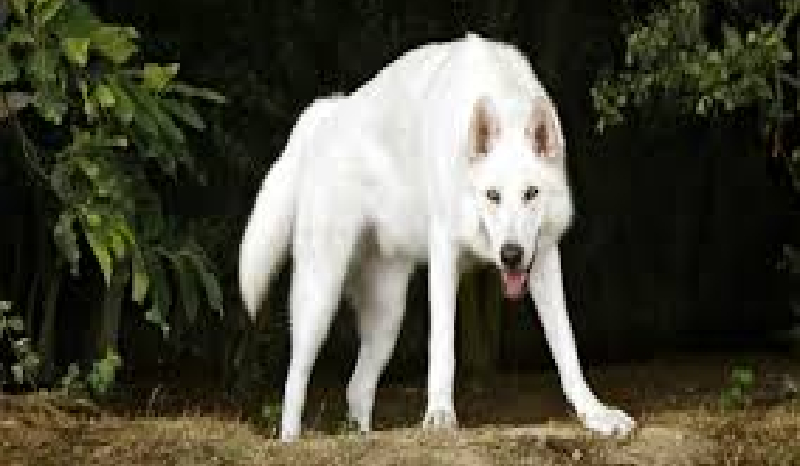 Nadnaturalna miłość#2