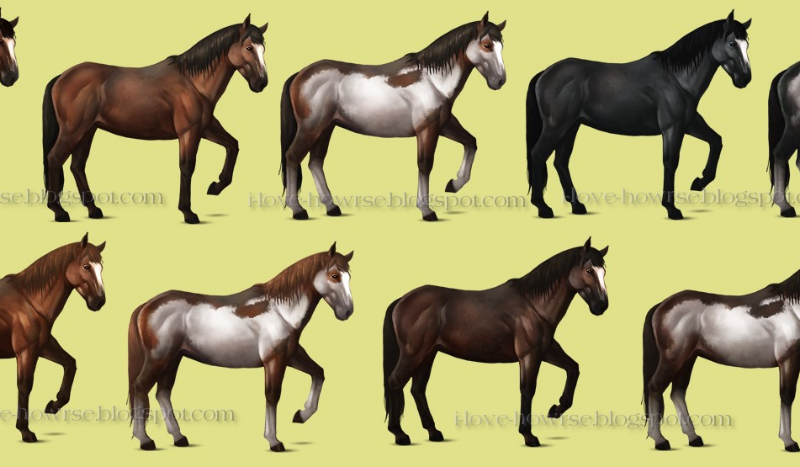 Czy znasz maści koni?