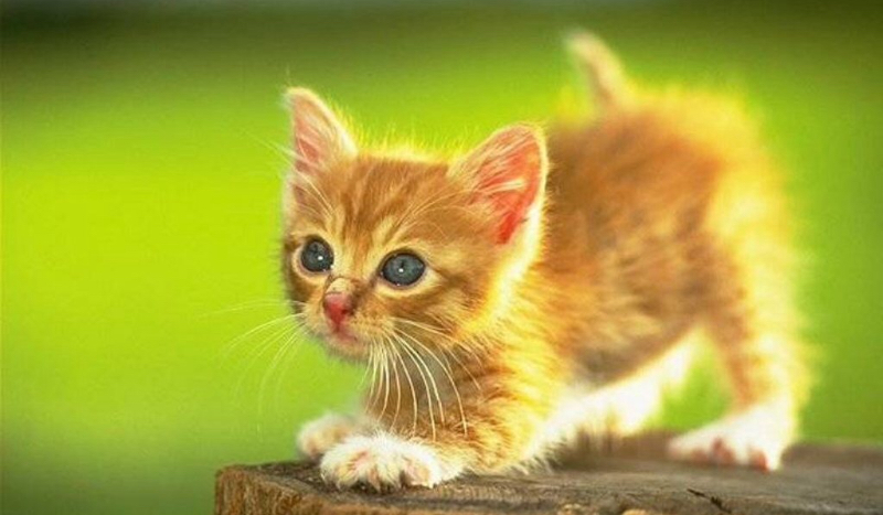 Co koty myślą o tobie?