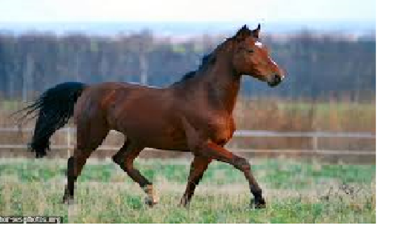 Jaką rasą konia jesteś?