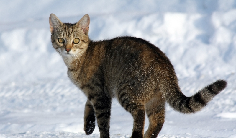 Jaka rasa kota pasuje do ciebie ?