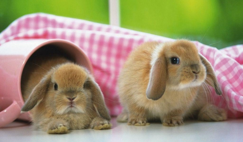 Jak byś wyglądała jako królik ?