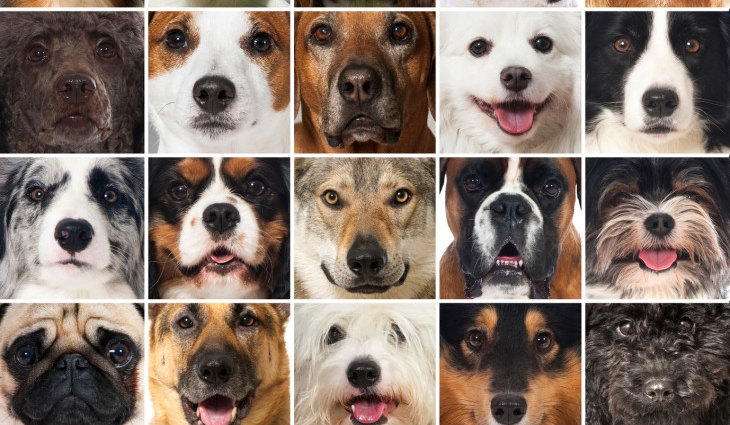 Czy rozpoznasz wszystkie rasy psów?