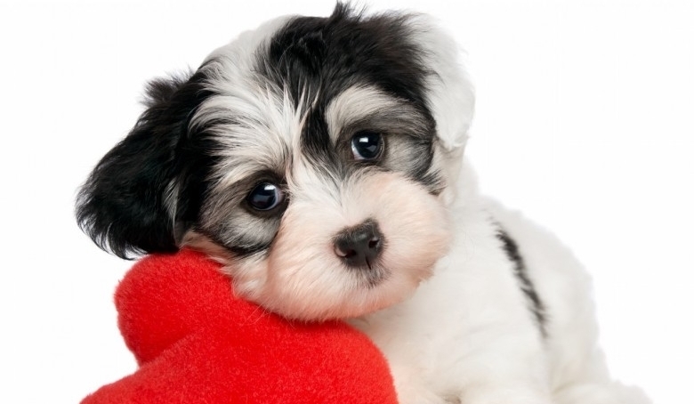 Jaka rasa psa do ciebie pasuje?