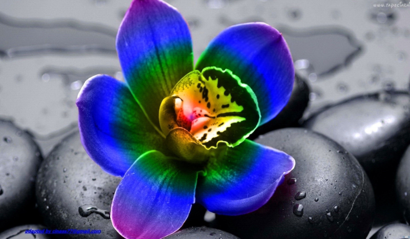 którym kwiatem jesteś?