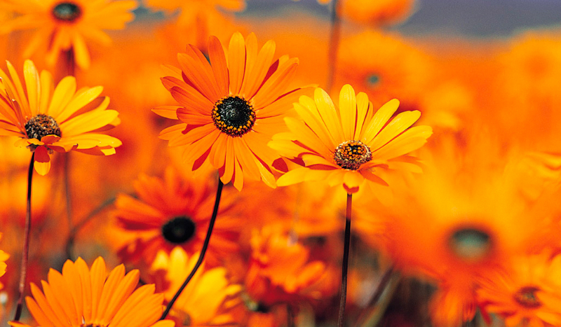 jaki kwiat do ciebie pasuje?