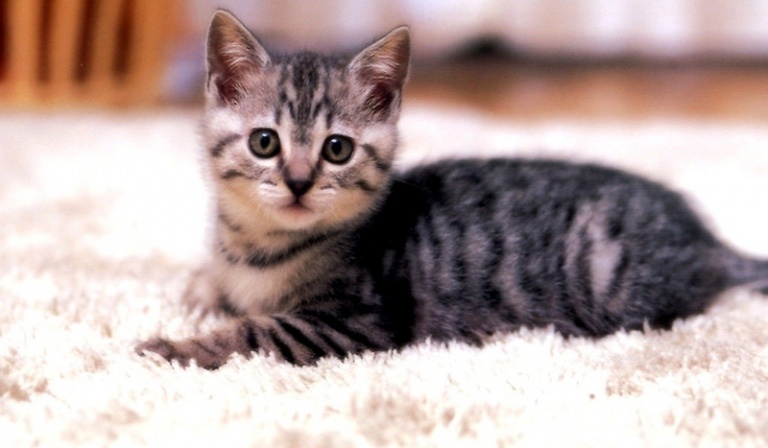 Czy będziesz dobrym właścicielem kotka ?