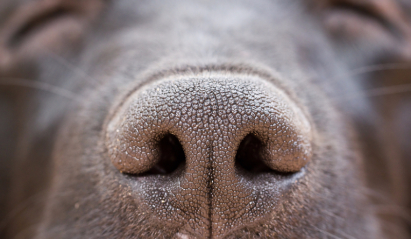 czy rozpoznasz zwierzęta po ich nosach?