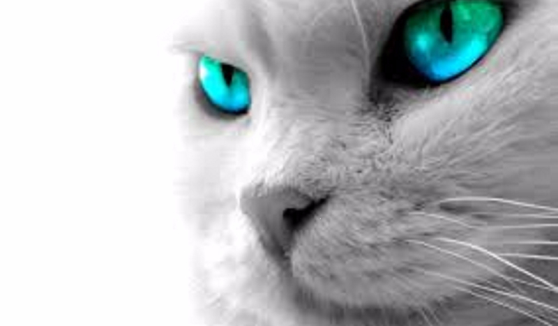 Jakim kotem jesteś?