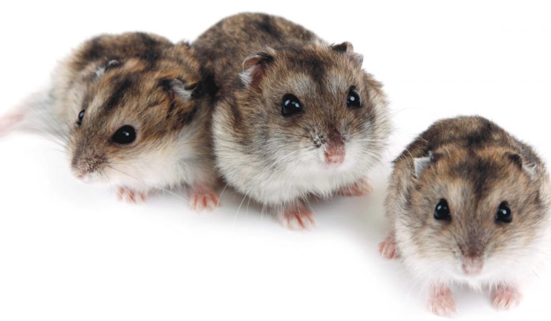 Krótki test wiedzy o… chomikach.
