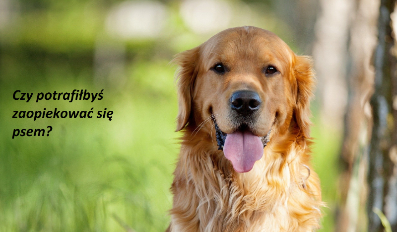 Czy potrafiłbyś się zaopiekować psem?