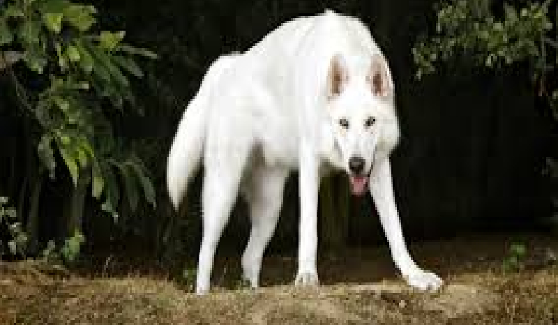 Nadnaturalna miłość #1