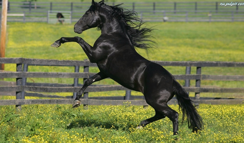 powinnaś mieć kuca czy konia?