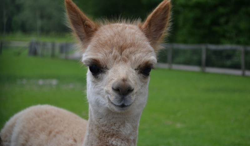 Czy jesteś lamą ???