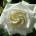 White_Rose
