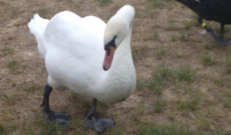 głosowanie 1 pytanie o quizy