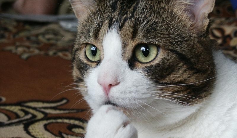 Czy uratujesz biednego psa?