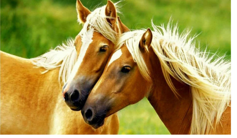 jakim koniem jesteś