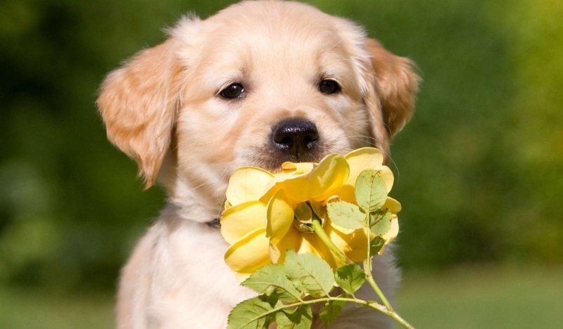 Czy możesz posiadać psa