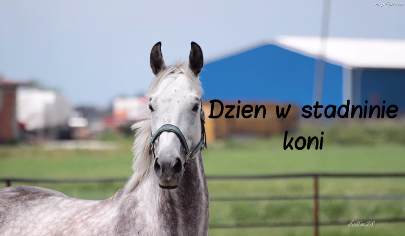 Dzień w stadninie koni
