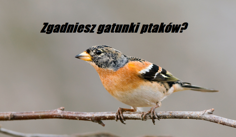 Zgadniesz gatunki ptaków?