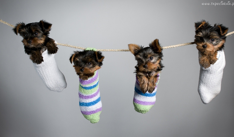 Wolisz rodzinę czy przyjaciół?