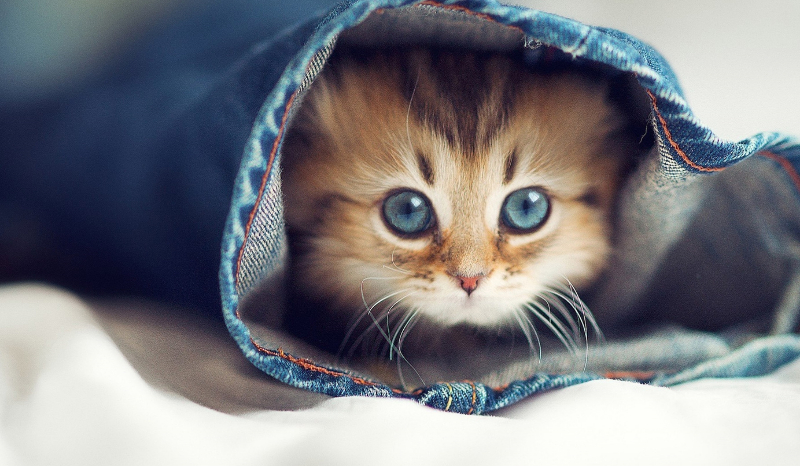 czy justin cie kocha—-.-.—