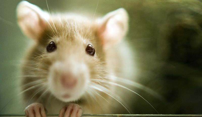 Czy rozpoznasz maści szczurów?