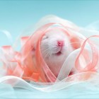 Michasia_Cholewinska