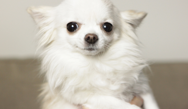 Jaką rasą psa jesteś?