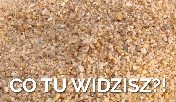 Czy masz sokoli wzrok?