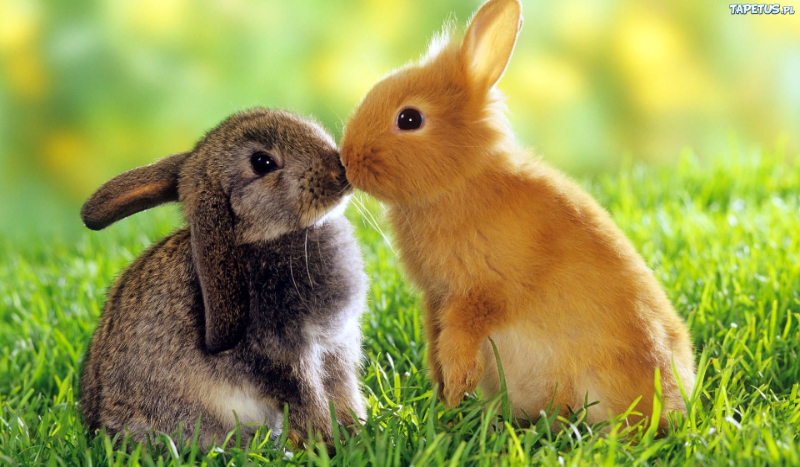 Czy znasz dobrze Kornik06?