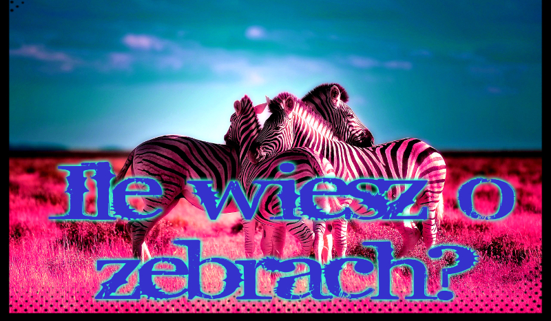 Ile wiesz o zebrach?