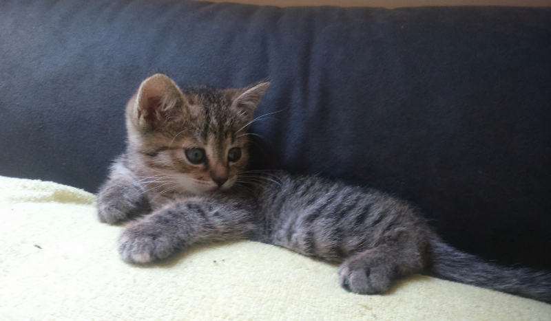 jakie zwierzę do ciebie pasuje