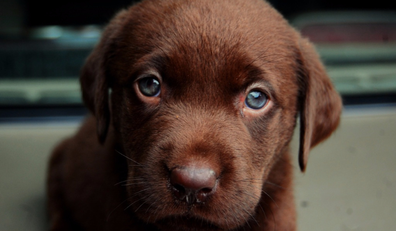 Jaki pies pasuje do tego psa