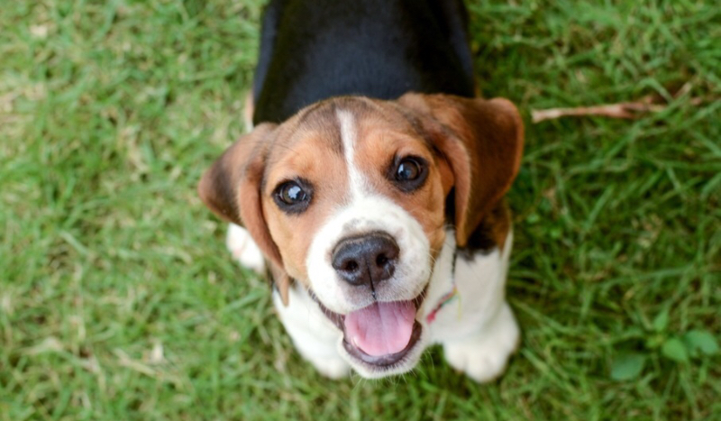 Jaką rasą psa jesteś