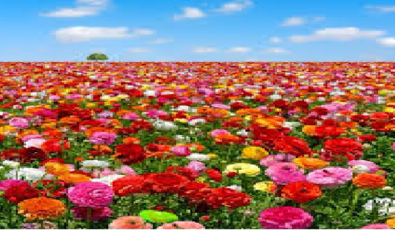 Jakim kwiatem jesteś