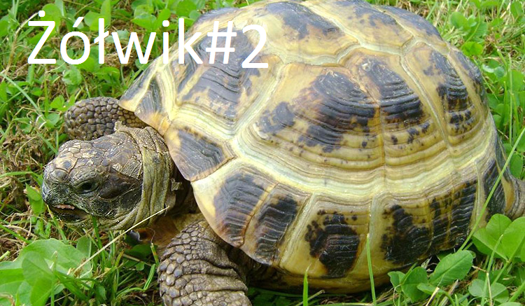 Żółwik#2