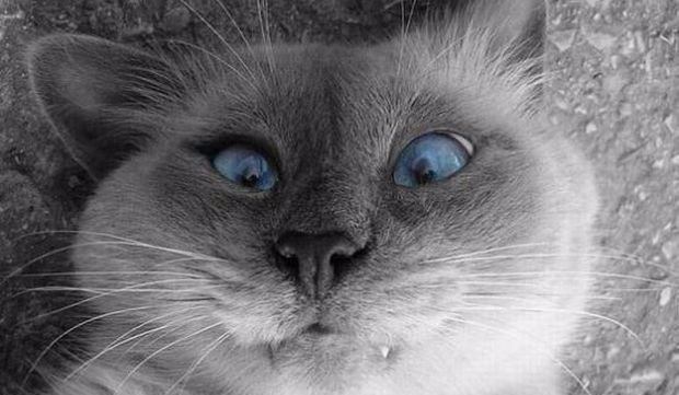 Jaka to rasa kota???