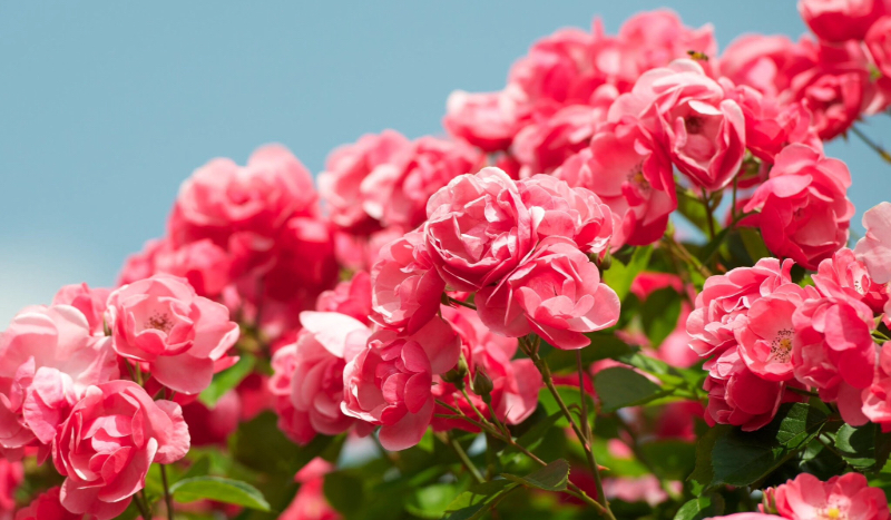 Wakacyjna miłość#1