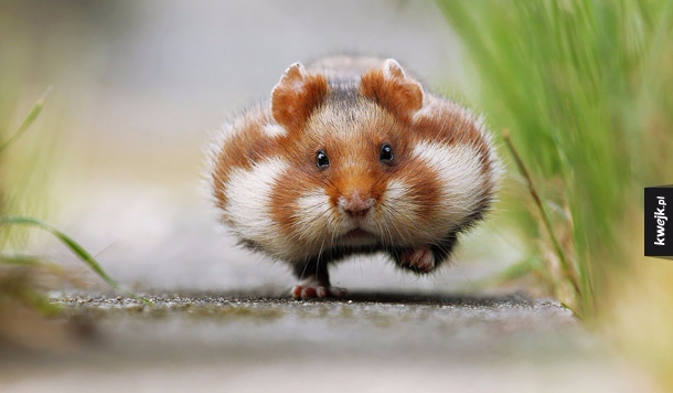 Jakim zwierzęciem jesteś?