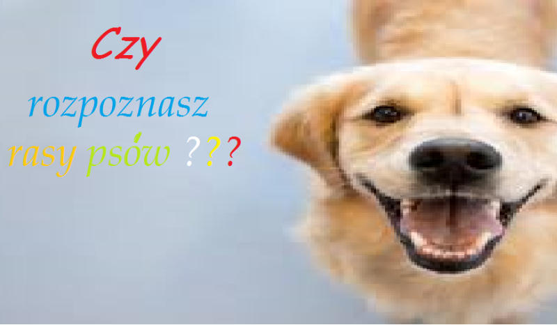 Czy rozpoznasz rasy psów ?